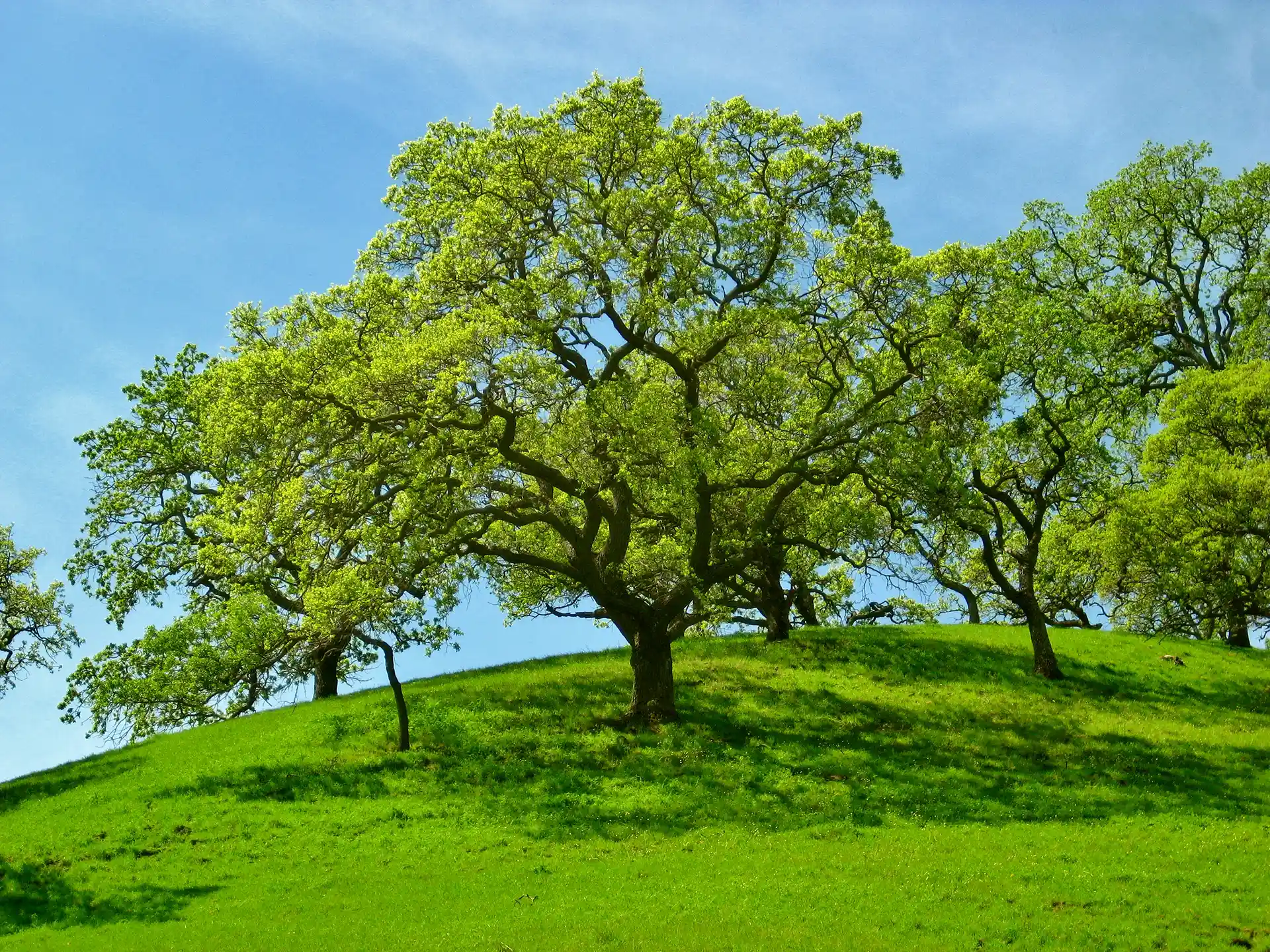 Walnut Creek Open Space Foundation