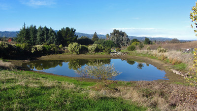 Native habitat restoration area Bayberry Pond. Native habitat restoration area Bayberry Pond.