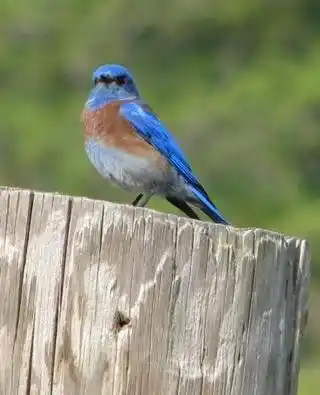 Bringing Bluebirds Back to our Open Space
