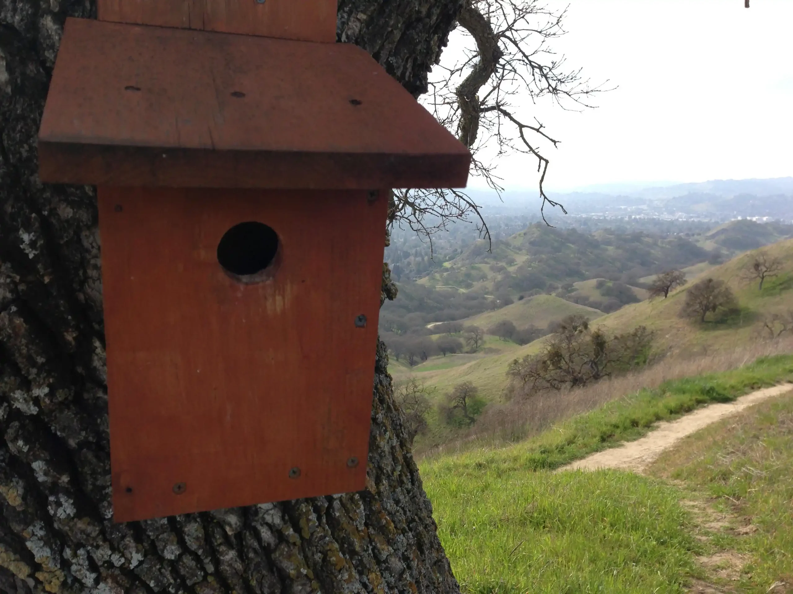 Bringing Bluebirds Back to our Open Space Bringing Bluebirds Back to our Open Space