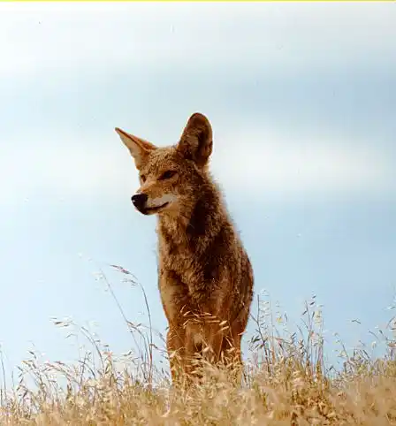 Coyote Droppings