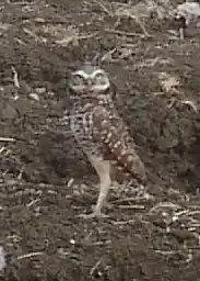 Burrowing Owl Droppings