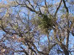 Mistletoe