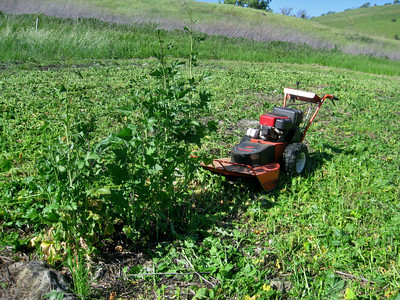 Patch of Black Mustard being mowed down in Shell Ridge in preparation for future native plant restoration. Patch of Black Mustard being mowed down in Shell Ridge in preparation for future native plant restoration.