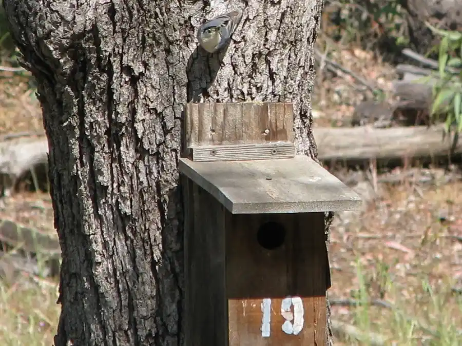 Bringing Bluebirds Back to our Open Space Bringing Bluebirds Back to our Open Space