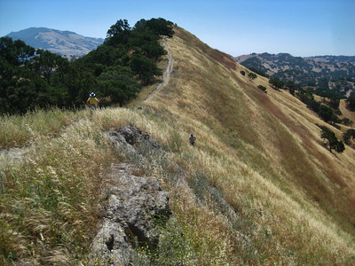 Shell Ridge Weed Eradication Shell Ridge Weed Eradication