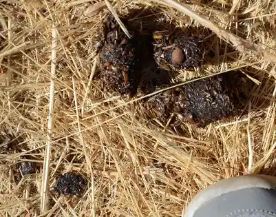 Scat of unknown origin Droppings