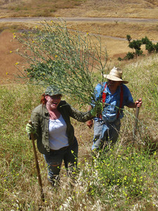 Shell Ridge Weed Eradication Shell Ridge Weed Eradication