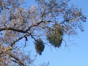 Mistletoe