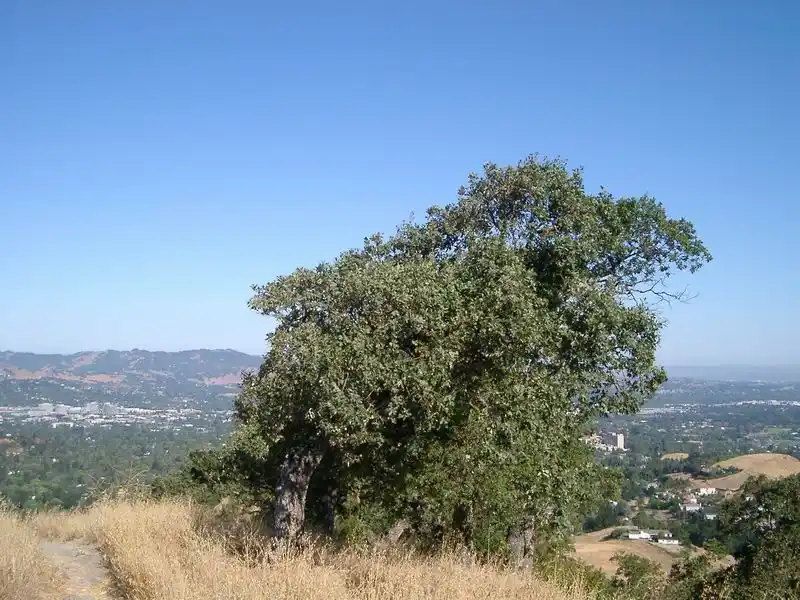 Wind Pruning